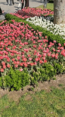 Morning scenes captured at Istanbul's Gülhane Park flower displays