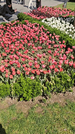 Morning scenes captured at Istanbul's Gülhane Park flower displays