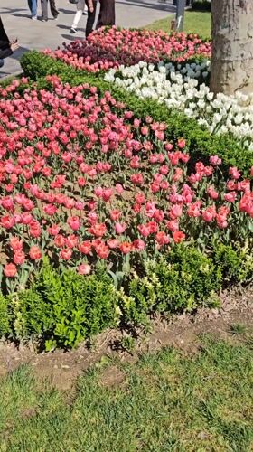 Morning scenes captured at Istanbul's Gülhane Park flower displays