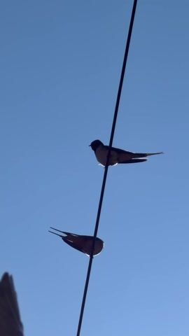 Two swallows sit on a black wire against a bright blue sky. The birds are silhouetted and their bodies glow with sunlight coming from behind them. The camera zooms in slightly on the top bird.