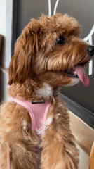 Dog in Pink Harness Plays Near Adam-Eve Statues in Boca Raton