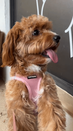 Dog in Pink Harness Plays Near Adam-Eve Statues in Boca Raton