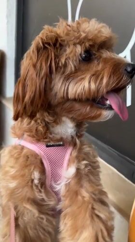 Dog in Pink Harness Plays Near Adam-Eve Statues in Boca Raton