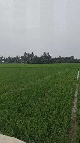 The video shows a vast, lush green rice paddy field under a cloudy sky. The paddy is neatly cultivated with rows and irrigation channels visible. In the distance, a line of palm trees forms a backdrop to the field, with a few structures that appear to be houses peeking through the trees. The overall scene is one of rural tranquility and agricultural abundance.