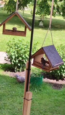 Two wooden bird feeders hang from a metal pole in a grassy yard. The feeder on the left contains two small birds, while the feeder on the right has one bird. A pigeon stands on the grass in the foreground, looking towards the feeders. Behind the feeders, green bushes and trees are visible, suggesting a garden or park setting. The sunlight indicates it is daytime, and the lush greenery suggests fair weather. The scene appears peaceful, with the birds and pigeon engaged in their natural behaviors. The location is identified as Rosinka, Russia. No text is visible in the media file.
