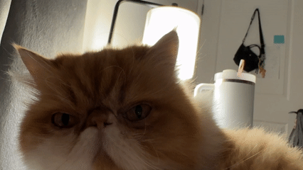 Woman Takes Selfies with Persian Cat in Los Angeles Home