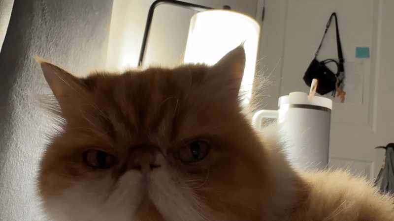Woman Takes Selfies with Persian Cat in Los Angeles Home