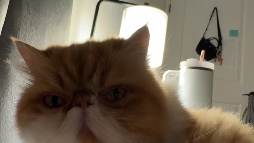Woman Takes Selfies with Persian Cat in Los Angeles Home