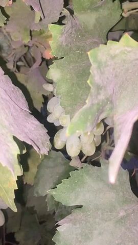 This close-up, shaky video captures a cluster of unripe green grapes hanging from a vine, partially obscured by large, dusty green leaves. The overall lighting suggests it's either dusk or night, or the area is heavily shaded, creating a somewhat muted and shadowed atmosphere. The grapes are a pale green, some appearing slightly translucent, indicating they are not yet ripe for harvesting. The leaves surrounding the grapes are broad and serrated, with a visible layer of dust or fine particulate matter on their surfaces, hinting at a dry environment or perhaps a recent event that caused dust accumulation.

The video provides no clear indication of human presence, nor is there any discernible activity other than the static growth of the grapes and leaves. The focus is entirely on the natural elements of the vineyard. The setting appears to be outdoors, within a vineyard. Given the provided location context of "Маданият, Kyrgyzstan," the scene is likely set in a rural area of Kyrgyzstan where viticulture is practiced. There is no visible text in the video. The overall mood is quiet and perhaps a little melancholic due to the dusty appearance and the unripe state of the grapes, suggesting a moment of waiting rather than culmination.