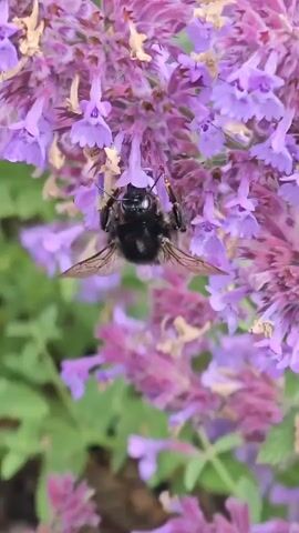 A bumblebee is captured in a close-up shot, actively pollinating a cluster of vibrant purple flowers. The bee, with its distinct black and orange markings, is positioned in the center of the frame, its fuzzy body partially obscured as it burrows into the blossoms. The surrounding flowers, a rich shade of lavender, are soft-focused, creating a bokeh effect that draws the viewer's attention to the bee and its immediate surroundings. Green foliage forms the backdrop, adding a natural and serene element to the scene. The lighting suggests it's daytime, likely a sunny day given the clarity of the colors and the bee's active state. There is no visible text in the media. The overall impression is one of natural beauty and the quiet industriousness of nature.