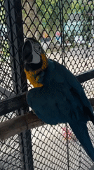 Parrots and goats at a Ko Samui animal encounter