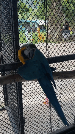Parrots and goats at a Ko Samui animal encounter