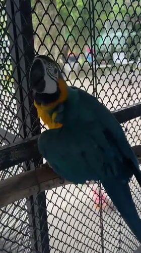 Parrots and goats at a Ko Samui animal encounter