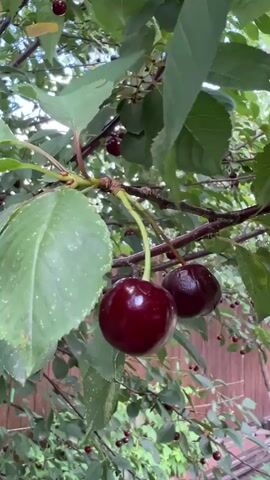 The video captures a close-up view of ripe cherries hanging from a tree. The cherries are a deep red color and appear plump and juicy. They are attached to thin stems, and some are clustered together while others hang individually. The leaves of the tree are a vibrant green and are partially obscuring the view of the cherries, creating a dappled light effect. The background shows more of the tree's branches and leaves, along with hints of a wooden fence. The camera angle is looking upwards into the branches of the tree. The overall impression is one of abundance and the natural beauty of fruit ripening on the vine.