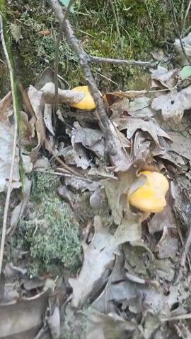 The video shows a close-up of the forest floor, covered in fallen leaves and moss. Two bright yellow mushrooms are visible among the leaves. A person's finger is seen touching one of the mushrooms, gently nudging it. The background is blurred, with green foliage suggesting a wooded area.