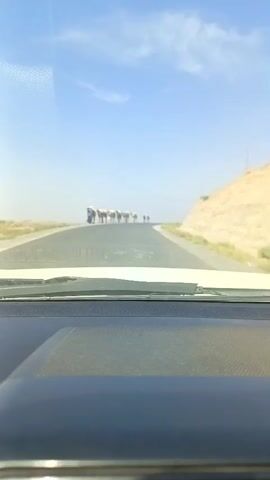 A video recorded from the interior of a vehicle shows a procession of camels walking along a paved road in a dry, arid environment under a bright blue sky with scattered clouds. The camels, some appearing to carry loads, are led by several people. The camera is angled downwards, showing the dashboard of the vehicle. The road curves to the right, with a dusty, barren hillside on the right side. Power lines run parallel to the road in the distance. The video progresses, showing the camels and their handlers moving closer and becoming more defined.