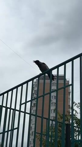 A gray bird with black wings and tail stands on a green metal fence. The bird is facing left, looking down. In the background, a tall, light brown building with many windows is visible, partially obscured by the fence and trees. The sky is cloudy and overcast.
