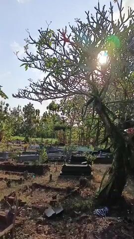 The video shows a tree with the sun shining through its branches. In the background, there are several grave markers. The ground is covered in dirt and leaves. There is also a low stone wall with plants growing along it. The overall scene appears to be a cemetery.