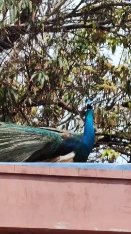 The video shows a peacock perched atop a pinkish-red wall. The bird is facing towards the left of the frame, with its head cocked slightly towards the viewer. Its bright blue neck and head are clearly visible, and its long, patterned tail feathers trail behind it along the wall.  Behind the peacock is a tree with many green leaves and some bare branches. The sky is visible through the branches.  The camera angle is from below, looking up at the peacock.  The video appears to be handheld, with some slight movement.