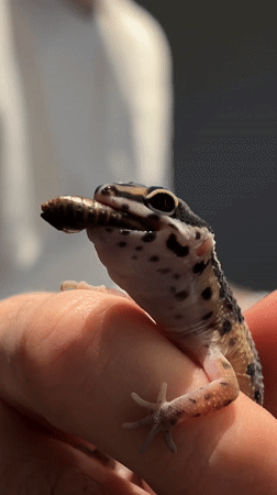 Pet feeding moments captured in Khimki homes