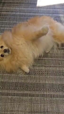 The video shows a Pomeranian dog lying on a striped rug. The dog is light brown and fluffy. In the first few seconds, the dog is on its back, then it rolls over and its face comes close to the camera. The rest of the video is blurred as the dog moves.