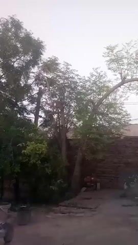 The video shows a yard with a mix of lush greenery and a simple brick wall. The camera pans slightly upwards, showing trees with varying shades of green against a bright, overcast sky. In the foreground, there are some containers and building materials scattered around. The overall atmosphere is one of a quiet, possibly rural, outdoor space.