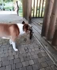 Dog catches snake, then rolls into a victory nap