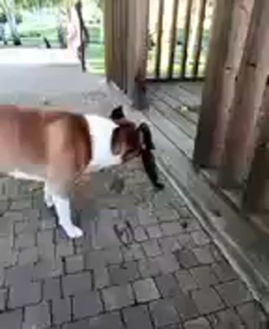 A tan and white dog stands on a paved patio next to a wooden deck. The dog is holding a dark, slithering creature in its mouth. The creature appears to be a snake. The snake is coiled and wriggling. In the background, a person is partially visible standing on the deck. The scene is outdoors.