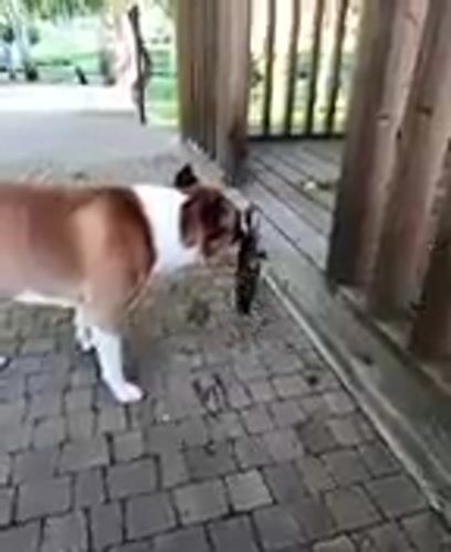 Dog catches snake, then rolls into a victory nap