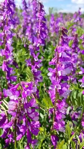 The video shows a field of purple flowers. The flowers are tall and thin, with many small petals. The field is green and lush, and the sky is blue with white clouds. The video is taken from a low angle, looking up at the flowers.
