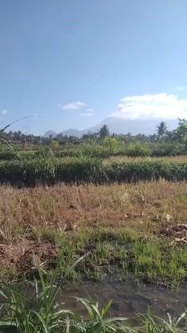 A vertical video shows a rural landscape under a bright blue sky with scattered clouds. In the foreground, there is a field with patches of green grass and dry, brownish vegetation. Small pools of water are visible in the lower part of the frame. In the middle ground, there are rows of tall green grass or crops. Beyond this, a line of palm trees and other vegetation is visible, with a small house with a red roof situated among them. In the background, a large mountain or volcano is partially obscured by clouds. The scene appears to be peaceful and natural.