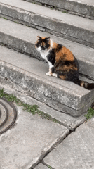 Man films multiple videos with cat in Kingisepp, Russia