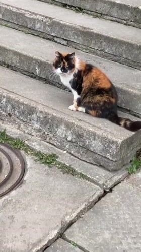 Man films multiple videos with cat in Kingisepp, Russia