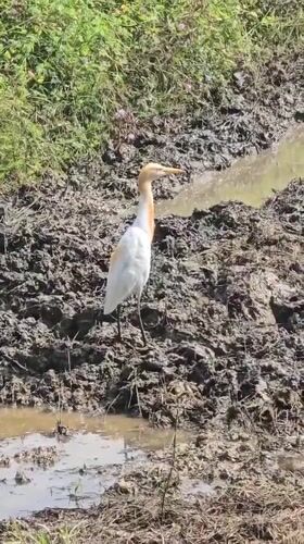 Cattle egret on muddy ground by a water channel in Indonesia
