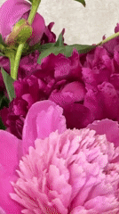Vibrant magenta peonies photographed in bloom in Tolyatti, Russia