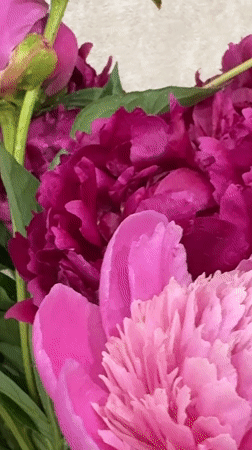 Vibrant magenta peonies photographed in bloom in Tolyatti, Russia