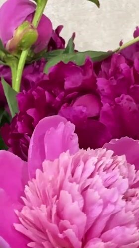 Vibrant magenta peonies photographed in bloom in Tolyatti, Russia