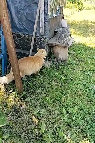 The video shows two cats outdoors in a grassy area, likely a backyard or rural setting in Lykhove, Ukraine. In the foreground, a fluffy ginger cat is sitting and looking to its right, with its tail extended. Its fur is a light orange color, and it appears to be a domestic short-haired cat. Behind and to the right of the ginger cat, a grey tabby cat is lying down on a small wooden platform, with its eyes closed. It is perched on top of a wooden structure, possibly a small shed or outdoor cabinet. The background consists of overgrown green grass, some weeds, and a weathered wooden and metal structure covered with a dark tarp. A rustic wooden pole is visible on the left side of the frame. The scene is bathed in bright sunlight, suggesting it is daytime, likely late morning or afternoon. The overall mood appears peaceful and natural, with the cats seemingly relaxed in their environment. There is no visible text in the media file.