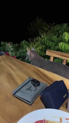 The video shows a gray cat on a wooden table at night. The cat has a pink collar and is sitting behind a wooden chair. In front of the cat, on the table, are a passport, a car key, and a blue camera case. The table is also set with a plate of food. Behind the cat is a large green bush. The cat is looking directly at the camera with a slightly annoyed expression.