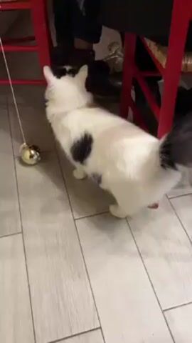 The video shows a white cat with black markings playing with a golden bell-shaped toy attached to a white string. The cat is standing on a light grey wood-look floor. The lower portion of people seated at a table are visible in the background, including a red chair and shoes. The cat is looking intently at the toy and occasionally batting at it.