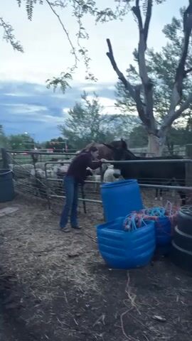 A woman in a maroon plaid shirt and jeans stands beside a metal fence, facing a dark donkey with a white nose and mouth. The donkey is inside the fence, among a small flock of sheep and a brown horse. A large blue barrel and a smaller blue bin full of colorful rope are on the ground near the fence. The area is covered in dirt and dried leaves. Behind the fence, a road with a traffic light can be seen. The sky is cloudy. The donkey is braying.