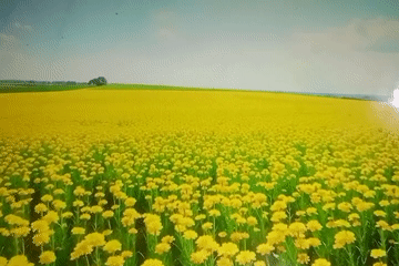 Morning moments captured across Bireuen's fields and coastline