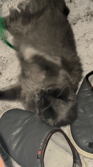 Gray cat plays on blanket in Varna, Bulgaria