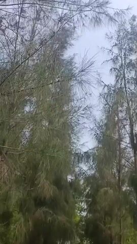 The video displays a first-person perspective moving along a rustic dirt path in Dhundshi, India. The path is characterized by its reddish-brown earth, with some sparse dried leaves and debris scattered on the ground. On both sides of the path, rows of tall, slender trees with needle-like foliage create a natural archway or tunnel. These trees appear to be Casuarina species, commonly found in tropical and subtropical regions.

The camera progresses forward, offering a view of the path stretching ahead into the distance, flanked by the dense green canopy of the trees. The sky above, partially visible through the tree branches, appears bright, suggesting daytime conditions, possibly with some cloud cover or haze. No people or animals are visible in the scene. The overall atmosphere is tranquil and natural, showcasing a quiet, tree-lined lane. There is no visible text in the video.