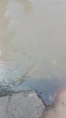 The video shows a murky body of water with a rock formation at the bottom right of the frame. Ripples are visible on the water's surface. A small, dark object, possibly a frog or a small fish, is seen partially submerged near the rocks. In the upper right corner of the frame, a reddish-orange object, likely a koi fish, briefly surfaces and then submerges back into the water. The camera appears to be held by a person, as a finger is visible at the edge of the frame for a brief moment. The overall scene suggests an outdoor environment, possibly a pond or a slow-moving stream.