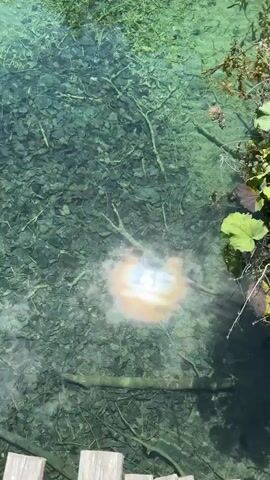 The video shows a crystal-clear turquoise body of water, possibly a lake or river, with submerged fallen leaves and branches visible on the bottom. Sunlight reflects off the surface, creating a bright spot. The camera pans upwards to reveal a lush green bank with large-leafed plants. Behind the plants, a large waterfall cascades down a moss-covered cliff face, with trees and foliage visible at the top of the cliff. The sky is a clear blue. The video transitions to wider shots of the waterfall and surrounding greenery, showcasing the natural beauty of the environment.