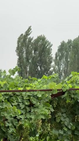 The video shows a close-up view of a grapevine with clusters of green grapes and large green leaves, supported by a brown metal frame. In the background, several tall, slender trees with green foliage sway in the wind against a bright, overcast sky. The overall impression is of an outdoor scene, possibly a vineyard or garden, during windy weather.