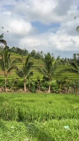 This video showcases a lush green landscape of rice terraces in Pupuan, Indonesia. The scene is dominated by vibrant, tall rice paddies in the foreground, with more terraced fields stretching up a gentle slope in the background. Several palm trees are scattered throughout the frame, their fronds swaying gently. Some smaller trees and foliage line the edge of the rice paddies, creating a natural border. In the distance, more trees and vegetation cover the higher ground.

The sky is a mix of blue and fluffy white clouds, suggesting it might be mid-morning or early afternoon. The lighting appears bright, illuminating the verdant scenery. There are no people clearly visible in the footage, but a small, indistinct figure can be seen walking in the middle distance through the rice fields. A small, rustic building with a red roof is partially visible amidst the trees on the right side of the frame. The overall impression is one of natural beauty and tranquility, characteristic of rural tropical landscapes.