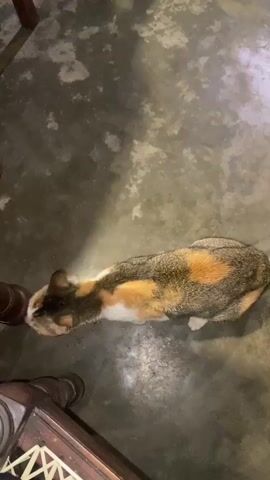 This is a video of a calico cat looking up at the camera. The cat is sitting on a textured, grey floor that appears to be concrete or a similar material. The setting is indoors, possibly a porch or an open-air room, as suggested by the dim lighting and the rustic wooden furniture visible in the foreground. The cat has patches of white, orange, and black fur, and its green eyes are bright and catch the light. In the middle of the video, the cat playfully bats at something in front of it, with its front paws extended towards the camera. The cat then settles back down, looking up expectantly. The overall mood is playful and curious, with the cat seemingly engaged with the person filming. The time of day is difficult to determine precisely due to the indoor lighting, but it appears to be evening or night. There is no visible text in the media.