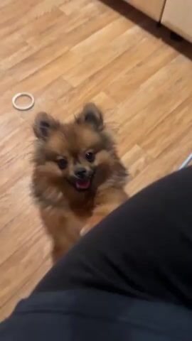 A small, fluffy, reddish-brown dog, likely a Pomeranian, is captured in a close-up shot, standing on its hind legs. The dog, which appears to be very happy and excited, has its mouth slightly open with its tongue visible, and its tail is wagging. Its front paws are resting on a dark, indistinct object in the lower foreground. The dog is looking directly at the camera. The background shows a light brown wooden floor. On the left side of the floor, a light-colored ring-shaped object is visible. To the right, a beige and white striped slipper or sandal is on the floor. Parts of a metal furniture frame, possibly from a chair, are visible on both sides of the foreground. The scene appears to be indoors.